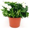 POWERS TO FLOWERS - ALSTROEMERIA BIANCA XXL, VASO 19CM, pianta vera