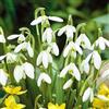 GardenersDream Galanthus Nivalis comune, bucaneve, fiori bianchi, bulbi da giardino primaverili.