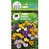 AGRONOM Tested in the garden AGRONOM | CROCO PRIMAVERILE MIX BOTANICZNY | Bulbi da fiore perenni | Fiori multicolore | Da piantare in autunno, per giardino, balcone e vaso | 10 bulboi
