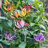 Generic gloriosa - gigli fiammeggianti facile mantenere di crescita giardino 3bulbi