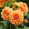UVJGNDF Dalia, Perenne, Resistente - Giardini e Balconi, Adatto per uso interno ed esterno-4bulbi-I