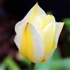 GardenersDream Tulipano Purissima Bianco Puro Mini Bulbi Primavera Interno Esterno