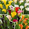 Florium Bulbi di calla 10 pezzi - Zantedeschia, perenni | Bulbi grandi, miscuglio di varietà perenni per giardino, aiuola, fioriera e balcone, fioritura in estate, dall'Olanda