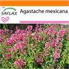 SAFLAX - Garden in the Bag - Anice menta messicana - 50 semi - Agastache mexicana
