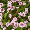 Generic Phyla nodiflora, giardino balcone interno 150semi