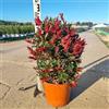 PianteWeb Pianta Callistemon Red Rocket