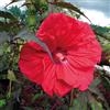 le Georgiche Vivai le Georgiche - Pianta vera di Hibiscus moscheutos Carousel Red Wine Hibiscus moscheutos 'Tahi61' Ibisco - vaso Ø 14 cm