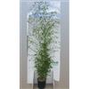 Vivai Decandia Giovanni PIANTA DI BAMBU' phyllostachys aurea altezza 160/180 cm in vaso 24 cm