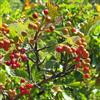 le Georgiche Vivai le Georgiche - Pianta vera di Sorbus aria sin. Pyrus aria Sorbo montano, Farinaccio - altezza alla vendita 80-100 cm