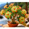 Sfdytg Naturale Rosa Del Deserto, Perenne, Resistente - Giardini e Balconi, Adatta ai principianti-1bulbi-J