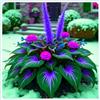 WCFHJSX Excellent Hosta di Alta Qualità,Resistenti all'Ombra,Ideali per Aree Ombreggiate.-6rhizome-J