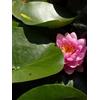 Generico Ninfea 'Darwin' - Pianta Acquatica Viva a Radice Nuda Fiore Rosso Luminoso con Petali Larghi - Per Laghetti, Vasche e Stagni da Giardino - Coltivata in Italia