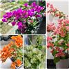 Generic bouganville - buganvillea crescita naturale ornamentali esotico 4piante