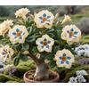 Sfdytg Naturale Rosa Del Deserto, Perenne, Resistente - Giardini e Balconi, Adatta ai principianti-1bulbi-D