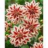 UVJGNDF Dalia, Perenne, Resistente - Giardini e Balconi, Adatto per uso interno ed esterno-2bulbi-J
