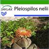 SAFLAX - Pleiospilos tricolore - 40 semi - Con substrato - Pleiopilos nelii