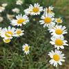 Generic Tanacetum cinerariifolium lungo periodo di terrazzo esotico interno 50semi