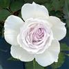 Generic rose rampicanti - giardino di resistenti 200semi