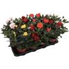 GT BIO Rose in Vaso TERRE DI ROMAGNA, Piante Vere Profumate, Vaso 12 cm | Colori Assortiti, Made in Italy