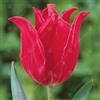 GardenersDream Tulipano Pretty Woman bulbi da fiore primaverile per interno ed esterno