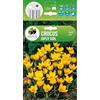 AGRONOM Tested in the garden AGRONOM | CROCO PRIMAVERILE GIPSY GIRL | Bulbi da fiore perenni | Fiori gialli | Da piantare in autunno, per giardino, balcone e vaso | 10 bulboi