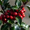 le Georgiche Vivai le Georgiche - Pianta vera di Ilex x meserveae Blue Angel Ilex x meserveae 'Conang' Agrifoglio blu 'Blue Angel' - vaso Ø 18 cm
