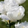 GardenersDream Bulbi Tulipano Mount Tacoma - Tulipani Bianchi da Fiore Primaverile