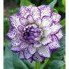 UVJGNDF Dalia, Perenne, Resistente - Giardini e Balconi, Adatto per uso interno ed esterno-4bulbi-D