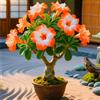 Sfdytg Naturale Rosa Del Deserto, Perenne, Resistente - Giardini e Balconi, Adatta ai principianti-1bulbi-F
