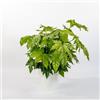 le Georgiche Vivai le Georgiche - Pianta vera di Fatsia japonica - vaso Ø 15 cm