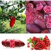 Generic Rosepoem Finger Limes Citrus Samen Für Garten Balkon Seltene Pflanzen Bonsai Obstbaum Samen Geschmack Spezielle Frucht 20 pezzi