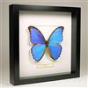 De Museumwinkel.com Morpho Didius - Il Morpho Blu - Vera Farfalla di Tassidermia Montato sotto Vetro in Cornice di Legno Nera Fatta a Mano