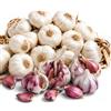Sicilia Bedda - Aglio Rosso di Nubia SELEZIONATO - IDEALE per la Semina e per il Consumo alimentare KG. 1 - Cucchia Rossa/Corrente - Calibro Grosso