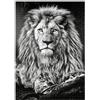 MyPuzzle.com MyPuzzle Immagine In Bianco E Nero Di Un Maestoso Leone - Premium 1000 Pezzi Puzzle - MyPuzzle Collezione speciale di Puzzle Galaxy
