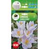 AGRONOM Tested in the garden AGRONOM | CROCO PRIMAVERILE CANDLELIGHT | Bulbi da fiore perenni | Fiori azzurro | Da piantare in autunno, per giardino, balcone e vaso | 7 bulboi