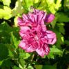 le Georgiche Vivai le Georgiche - Pianta vera di Hibiscus syriacus French Cabaret Red Hibiscus syriacus French Cabaret Red 'Mindour1' Ibisco, Rosa di Sharon - vaso 6 Litri - Quadrato