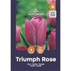 AGRONOM Tested in the garden AGRONOM | TULIPANI - TRIUMPH ROSE | Bulbi Tulipani | Bulbi fiori perenni | Fiori Rosa | Sono piantati in giardini fioriti, in prati fioriti | I meravigliosi fiori | Confezione da 4 Bulbi fiori