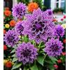 UVJGNDF Dalia, Perenne, Resistente - Giardini e Balconi, Adatto per uso interno ed esterno-6bulbi-B