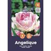 AGRONOM Tested in the garden AGRONOM | TULIPANI - ANGELIQUE | Bulbi da Fiore Perenniali | Rosa Fiori| Piantati in Giardini Fioriti, in Prati Fioriti | I Meravigliosi Fiori | Bulbi di Tulipano | 4 Bulbi