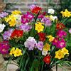 Floriana-Bulbose 100 Bulbi di Fresia in miscuglio a fiore semplice (Freesia) Bulbi - Cormi Primaverili (100)