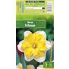 AGRONOM Tested in the garden AGRONOM | NARCISI - FRILEUSE| Bulbi da Fiore Perenniali | Bianco/Giallo Fiori | Fiori meravigliosamente profumati sono piuttosto grandi, singoli o raggruppati | Bulbi di Narciso | 3 Bulbi