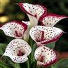 MJKIJBBO Raro Calla,Piante perenni,Calla pianta vera,resistenti al freddo,Tagliare,Adatto per piante da giardino(non artificiali)-2 bulbi-C