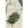 VIVAIO GARDEN FOREST Fico Rampicante Ficus Pumila Variegata Vaso Bk19 | Sempreverde, da Esterno