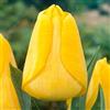 GardenersDream Tulipano Golden Apeldoorn bulbi da giardino fioritura primaverile interno esterno