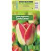 AGRONOM Tested in the garden AGRONOM | TULIPANI - CANDY CORNER | Bulbi da Fiore Perenniali | Rosa Fiori| Piantati in Giardini Fioriti, in Prati Fioriti | I Meravigliosi Fiori | Bulbi di Tulipano | 5 Bulbi
