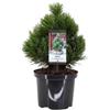 Vivaio Garden Forest Pinus heldreichii Compact Gem - Pino Nano | Sempreverde, Corteccia snakeskin, Altezza fino a 2 m, Adatto a molti terreni, Ottimo in vaso e giardino roccioso