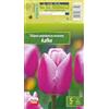 AGRONOM Tested in the garden AGRONOM | TULIPANI - AAFKE | Bulbi da Fiore Perenniali | Rosa Fiori| Piantati in Giardini Fioriti, in Prati Fioriti | I Meravigliosi Fiori | Bulbi di Tulipano | 5 Bulbi