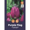 AGRONOM Tested in the garden AGRONOM | TULIPANI - PURPLE FLAG | Bulbi Tulipani | Bulbi fiori perenni | Fiori Viola | Sono piantati in giardini fioriti, in prati fioriti | I meravigliosi fiori | Confezione da 4 Bulbi fiori