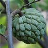 Vivai Decandia Giovanni PIANTA DA FRUTTO TROPICALE ANNONA in vaso 20 età 2/3 anni