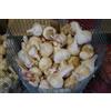 Generic Patate da semina in formato mini-tuberi per la produzione nell'orto famigliare diverse varietà e quantitativi (Aglio rosso Sultop, 500 grammi)